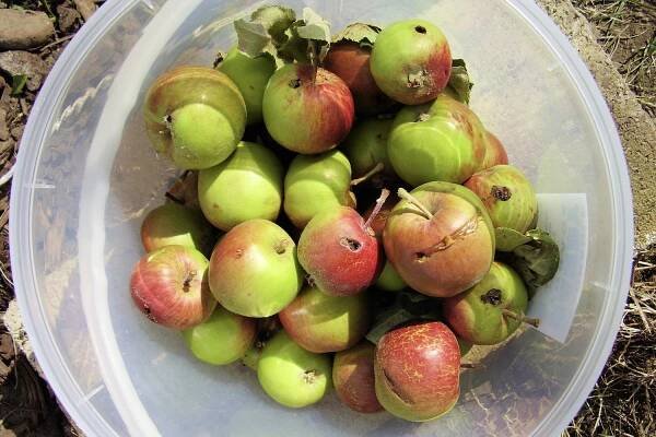 A bowl of maggoty apples