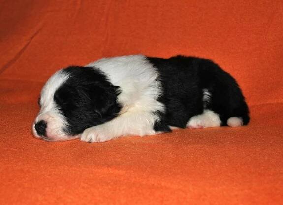 Arwen Black Carwera | Kennel Crony Forever
