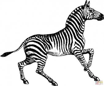 Vintage zebra omalovánka | Omalovánky k Vytisknutí Zdarma