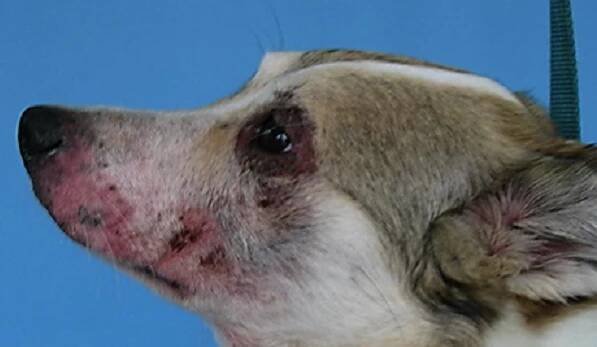 Léčba zánětu kůže u psa | Veterinární klinika Vethope
