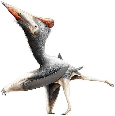 Radiodactylus