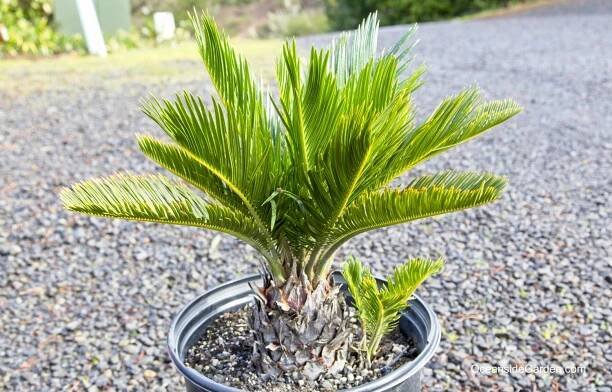 Cycas revoluta - Oceanside Garden