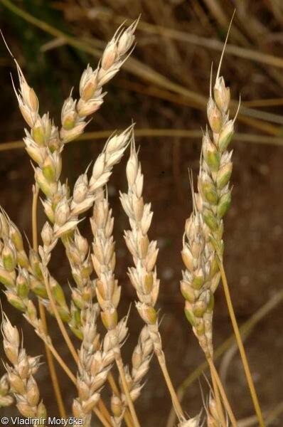 Triticum aestivum – pšenice setá • Pladias: Databáze české flóry a vegetace