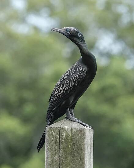 Little black cormorant