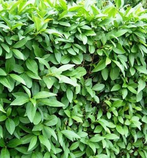 Ptačí zob obecný ´ATROVIRENS´ 30-40 cm, kont. 1 l | Lumigreen.cz