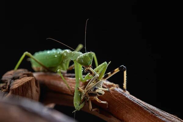 faunaportal.cz | Úvod do chovu kudlanek: Od výběru vhodného druhu po rozmnožování