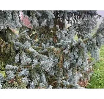 Smrk Engelmannův 'Glauca' Balení: kontejner C32, Tvar: výška 175-200cm