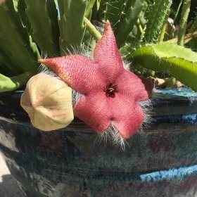 The Stunning Stapelia Succulent Flower