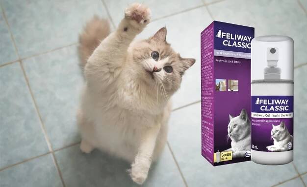 Feliway Classic