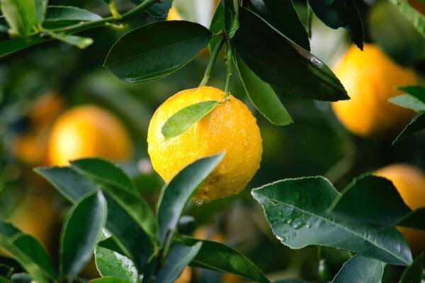 Tip na víkend – Výstava citrusů a dalších subtropických a tropických rostlin