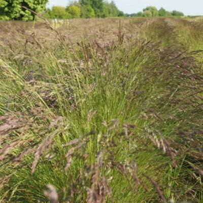 lipnicovité- POACEAE – 2. stránka – PlantaNaturalis.com