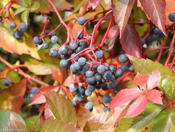 Parthenocissus inserta – loubinec popínavý