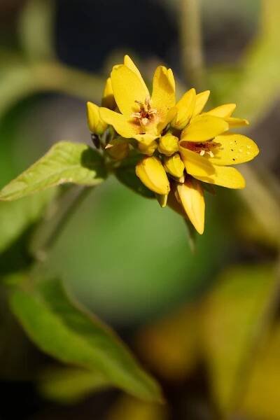 Vrbina obecná (Lysimachia vulgaris)
