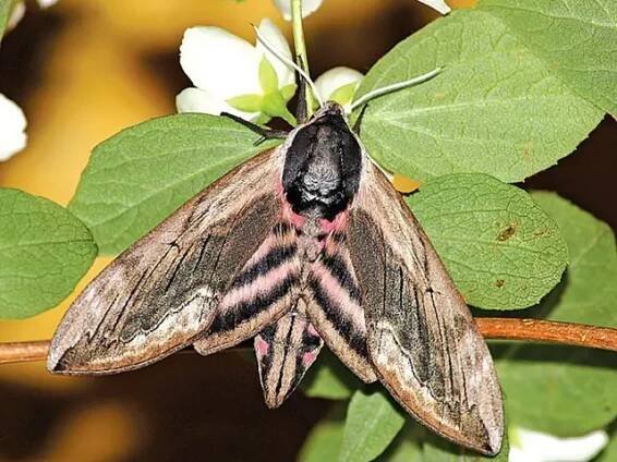 Lišaj šeříkový (Sphinx ligustri)