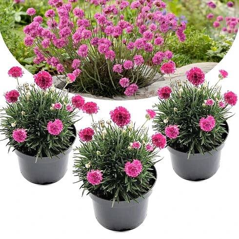 De top 10 tuinplant van 2025 - De beste tuinplant