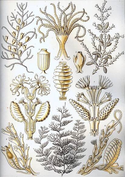 File:Haeckel Sertulariae.jpg - Wikimedia Commons