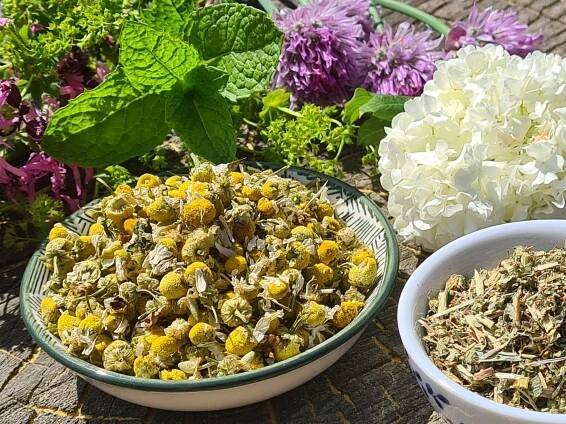 Bylinkové poklady z našich luk | NaturWay