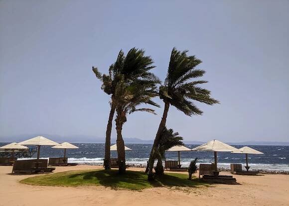 Palm trees and umbrellas on a beach 