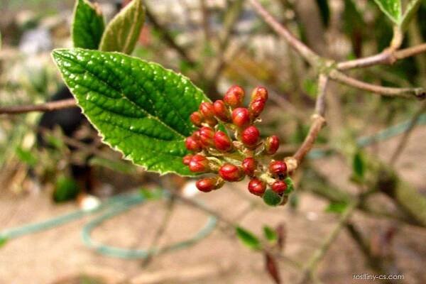 Kalina Carlesiova (Viburnum carlesii)