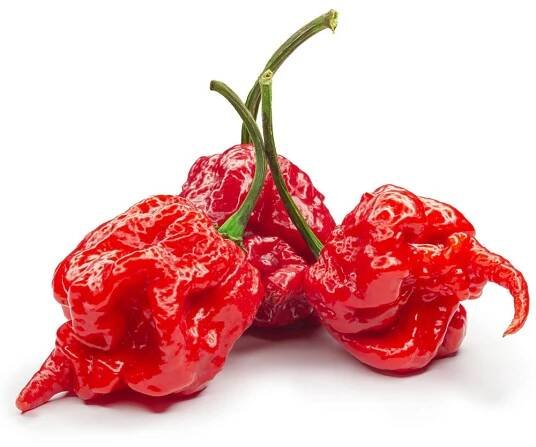 Semínka Piquant Paprička chilli CAROLINA REAPER od 119 Kč - Heureka.cz