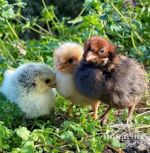 Greenfire Farms - Spitzhauben