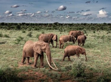 What makes the Tsavo Conservation Area such an inspiring place? - BIOPAMA