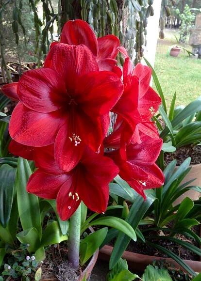40 Best Garden Ideas Design and Style - Blue Lilly Flower Aesthetic