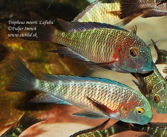 Tropheus moorii 'Lufubu' 'Purple Rainbow'