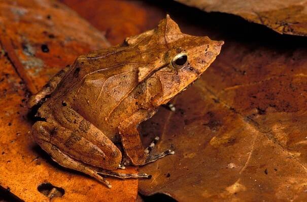 #frog – @alphynix on Tumblr