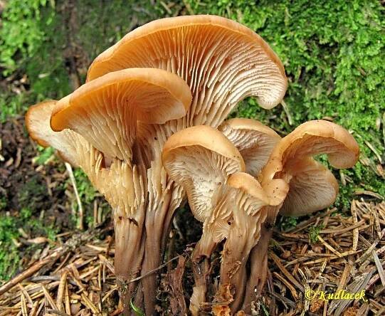 Houžovec hlemýžďovitý - Lentinellus cochleatus - Kudluv fotoatlas hubKudluv fotoatlas hub