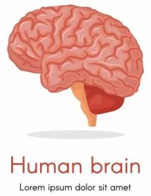 Orgán lidského těla, detailně izolovaná část mozku. Mysl člověka, lekce biologie a výuka anatomie. Nervy a neurologie a výzkum. Vektor v plochém stylu ilustrace — Ilustrace