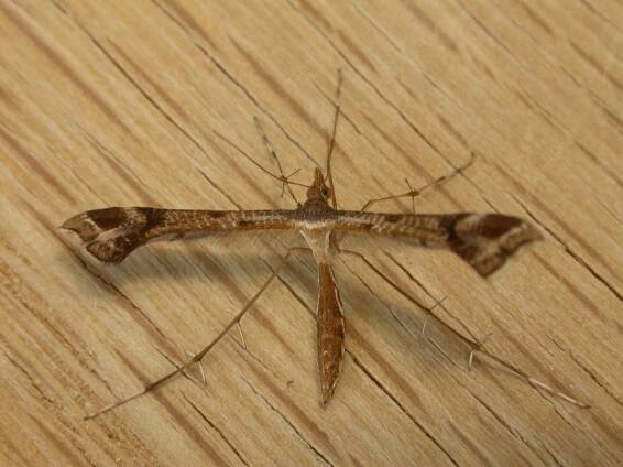 Platyptilia omissalis