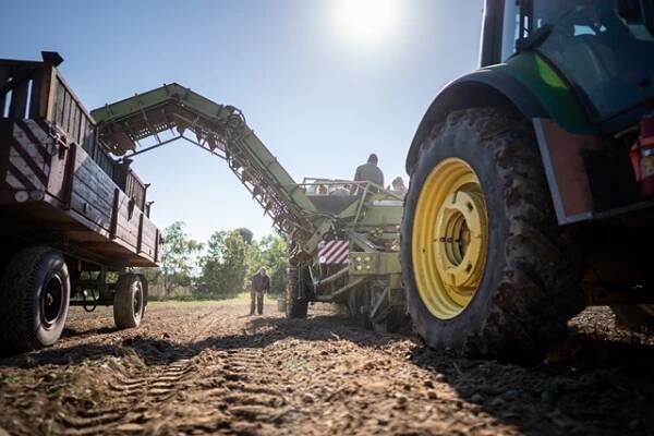 Brambory konzumní – na uskladnění a bramborová sadba | Asociace regionálních značek