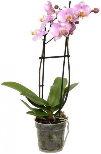 Orchidej Phalaenopsis Multiflora speciální druhy růžová 2výhonková