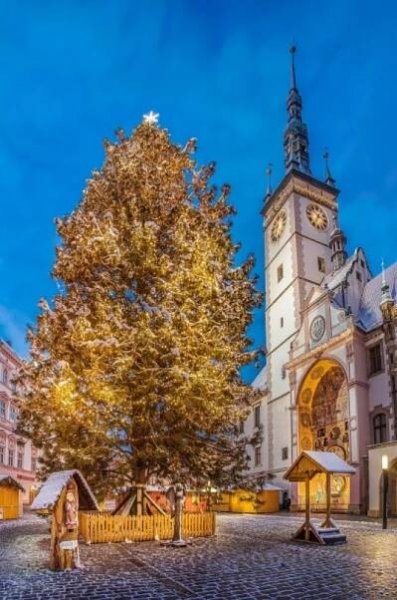 Maličký vánoční strom je v Olomouci raritou. Jak na tom se svou výškou byly stromy v minulých letech?
