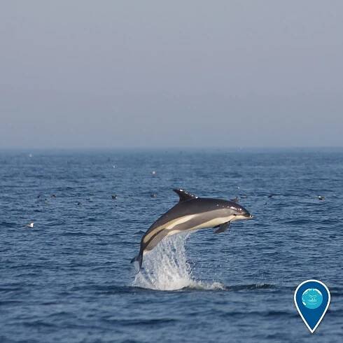 #Dolphin – @noaasanctuaries on Tumblr