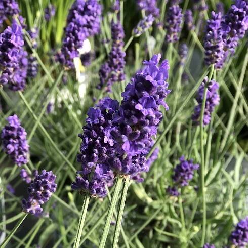 Lavender SWEET ROMANCE® - Order Online