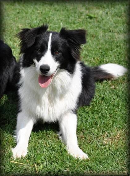 Arwen Black Carwera | Kennel Crony Forever