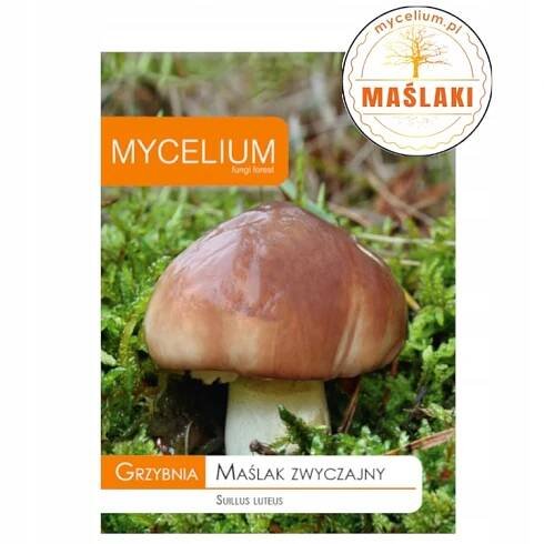 MAŚLAK OBECNÝ (Suillus Luteus) podhoubí lesních hub