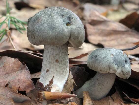 Čirůvka mýdlová (Tricholoma saponaceum)