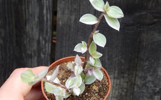 Callisia repens Rosato (Pink Panther)