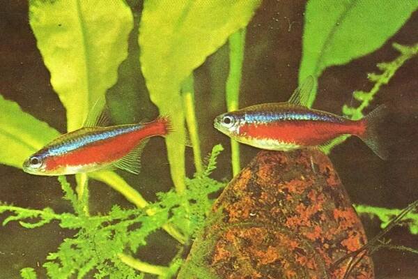 Neonka červená - Paracheirodon axelrodi | iFauna.cz