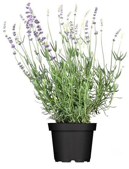 Levandule "Hidcote Blue" průměr květináče cca 14 cm Lavandula