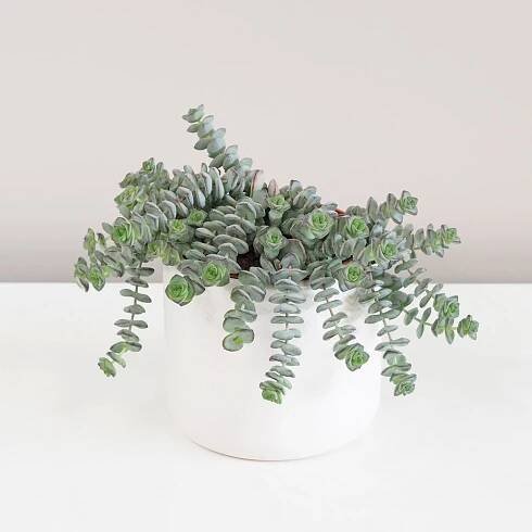 Tlustice / Crassula rupestris