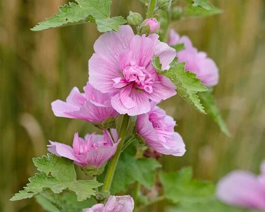 Alcalthaea suffrutescens 'Parkrondell'