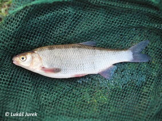 Obrázek - Squalius cephalus × Vimba vimba (jelec tloušť) | BioLib.cz