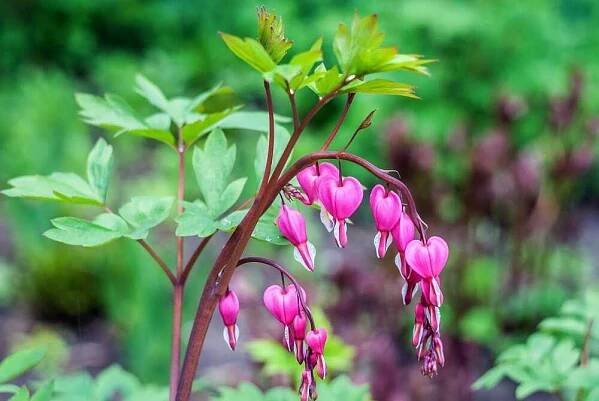 Srdcovka nádherná, Dicentra Spectabilis, Jacek, růžová, 1 ks | ZAZUMi.cz