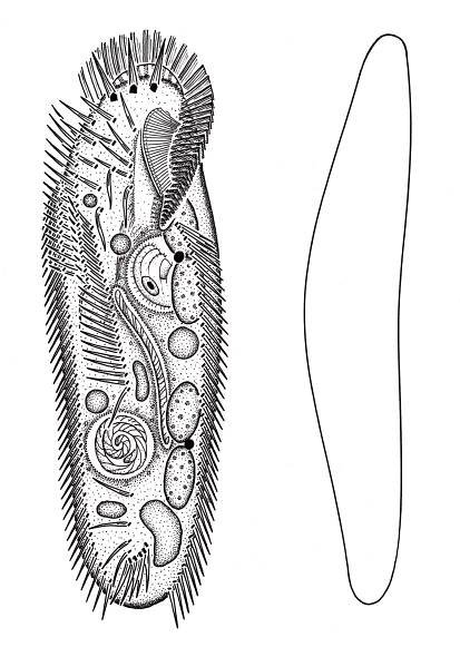Protozoa – EN - Hieronymus - Illustrations