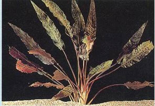 Cryptocoryne affinis - Kryptokoryna červená