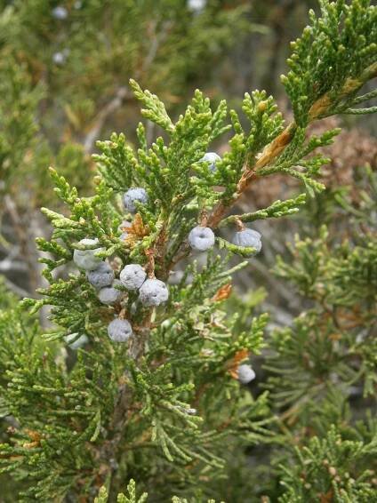 Juniperus sabina